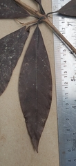 Actinodaphne