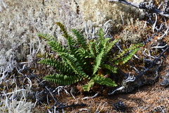 Dryopteris fragrans