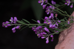 Comesperma ericinum