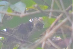 Pycnonotus finlaysoni eous