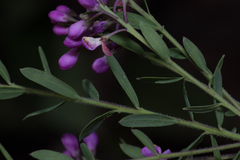 Comesperma ericinum