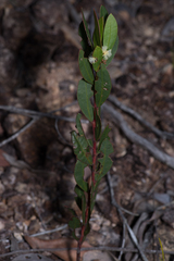 Acacia myrtifolia