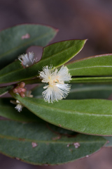 Acacia myrtifolia