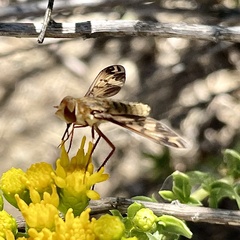 Poecilanthrax arethusa