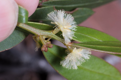 Acacia myrtifolia