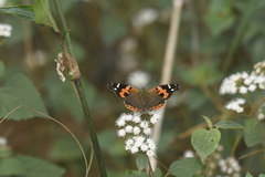 Vanessa indica