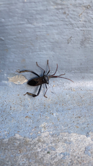 Acanthocephala declivis