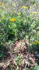 Osteospermum polygaloides