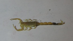 Compsobuthus kaftani