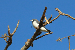 Artamus leucorynchus