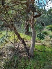 Banksia attenuata