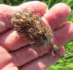 Plectocephalus americanus