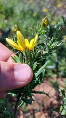 Osteospermum polygaloides