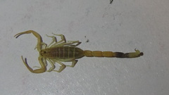 Compsobuthus kaftani