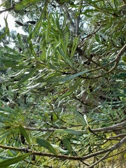 Banksia attenuata