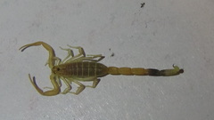 Compsobuthus kaftani