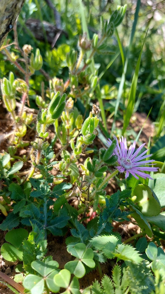 Drosanthemum striatum