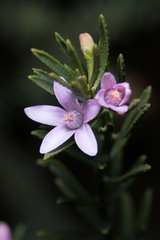 Philotheca queenslandica