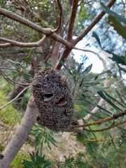 Banksia attenuata