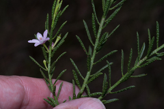 Philotheca queenslandica
