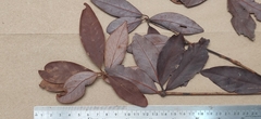 Actinodaphne