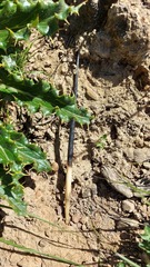 Hystrix africaeaustralis