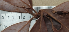 Actinodaphne