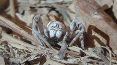 Stegodyphus pacificus