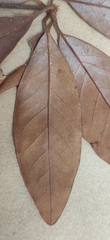 Actinodaphne