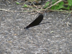 Atrocalopteryx atrata
