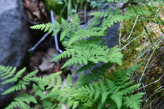 Gymnocarpium jessoense