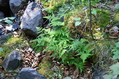 Gymnocarpium jessoense