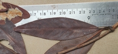 Actinodaphne