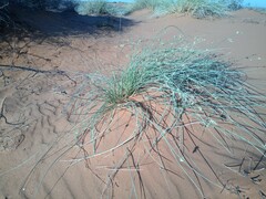 Cladoraphis cyperoides