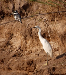 Ceryle rudis rudis