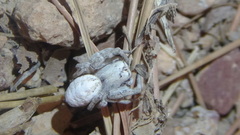 Stegodyphus pacificus