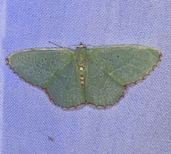 Nemoria lixaria