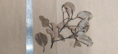 Cinnamomum