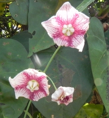 Oxystelma esculentum