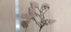 Cinnamomum