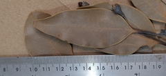 Cinnamomum