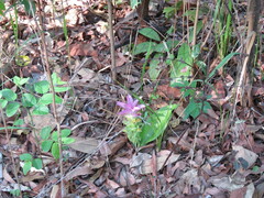 Curcuma australasica