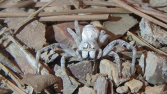 Stegodyphus pacificus