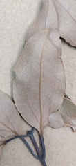 Cinnamomum
