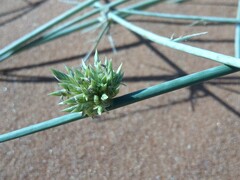 Cladoraphis cyperoides