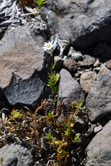 Stellaria edwardsii