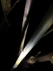 Alchornea davidii