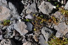 Stellaria edwardsii