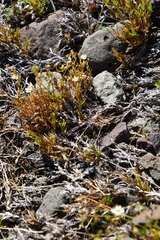 Stellaria edwardsii
