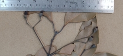 Cinnamomum